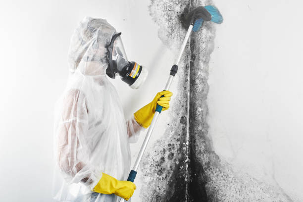 Best Commercial Mold Inspection  in Haysville, KS