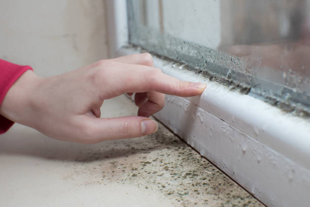 Best Post-Construction Mold Inspection  in Haysville, KS