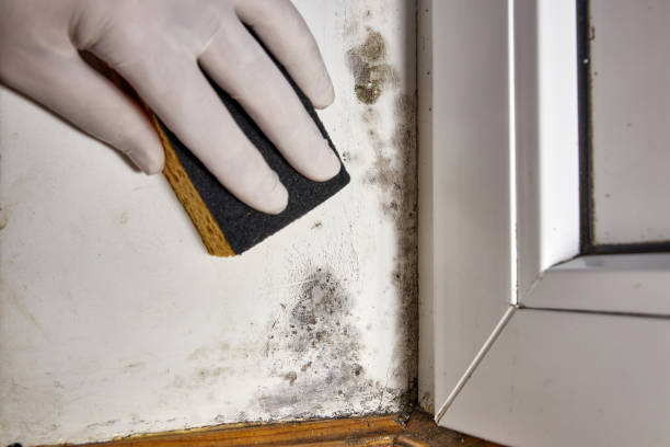 Best Mold-Related Health Consultation  in Haysville, KS